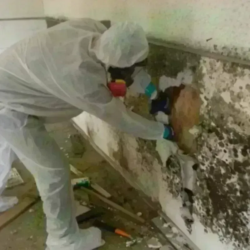 Mold Remediation and Removal in Palm Springs North, FL